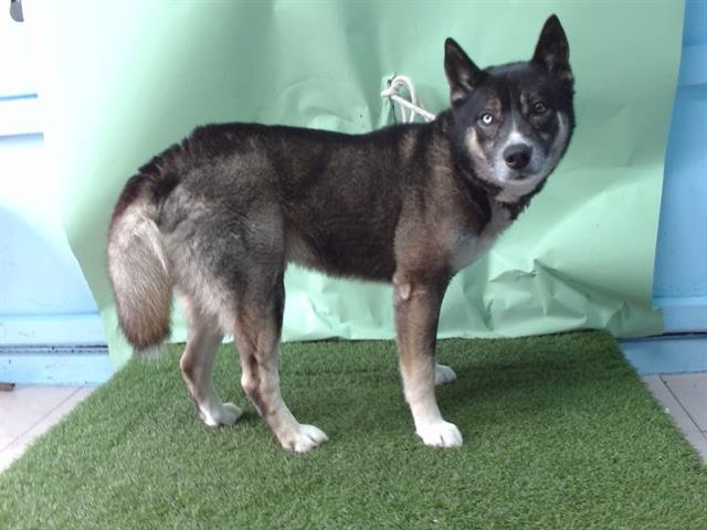 BLUE - Siberian Husky / Akita available for adoption