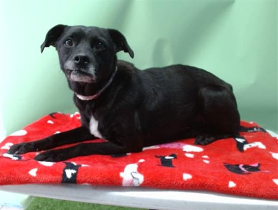 BAILEY - Terrier available for adoption