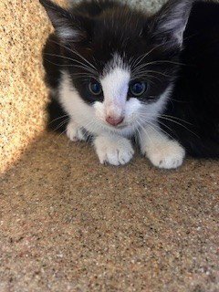 MIKEY - Domestic Medium Hair available for adoption