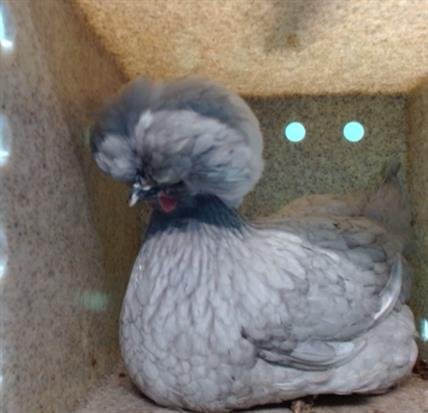 A5747475 - Silkie available for adoption