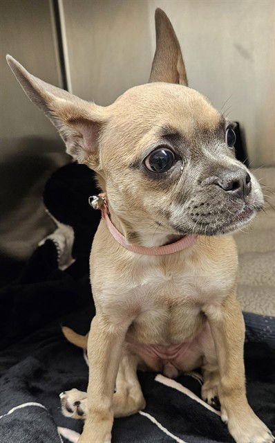 ASH - Pug available for adoption