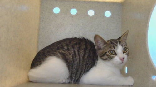 A5796641 - Domestic Short Hair available for adoption