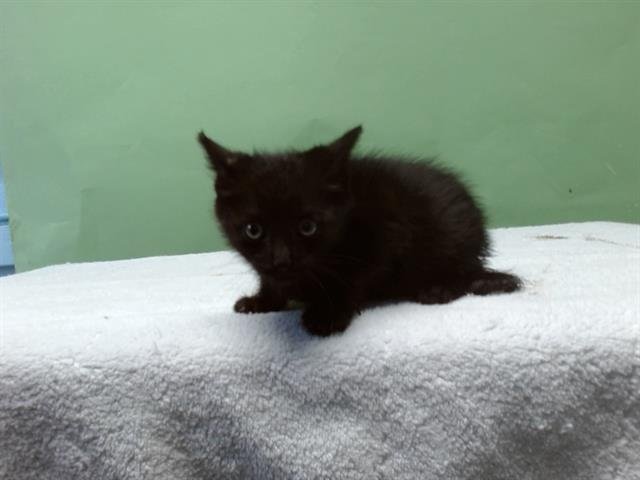 CLARK - Domestic Short Hair available for adoption