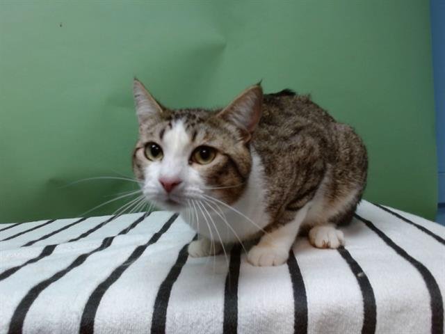 ORION - Domestic Short Hair available for adoption