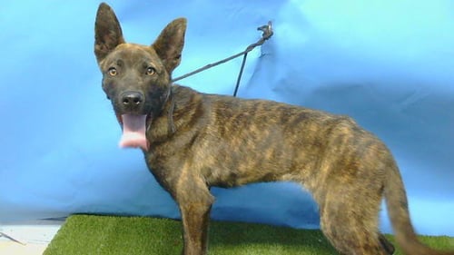 COCO - German Shepherd Dog / Belgian Shepherd Malinois available for adoption