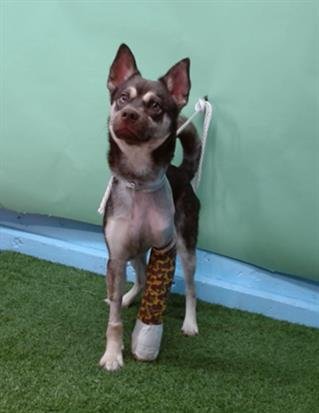 ARLO - Siberian Husky available for adoption