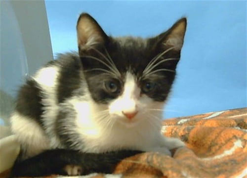CLARK - Domestic Short Hair available for adoption