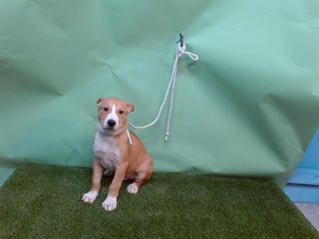 A5748290 - Labrador Retriever available for adoption