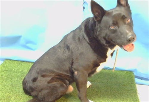 YUKI - Labrador Retriever available for adoption