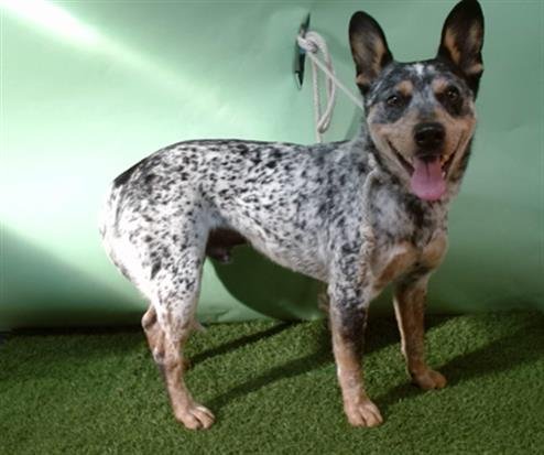 AXLE - Australian Cattle Dog/Blue Heeler available for adoption
