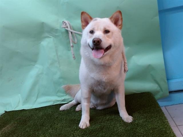 RIOLU - Shiba Inu / Jindo (Korean) available for adoption