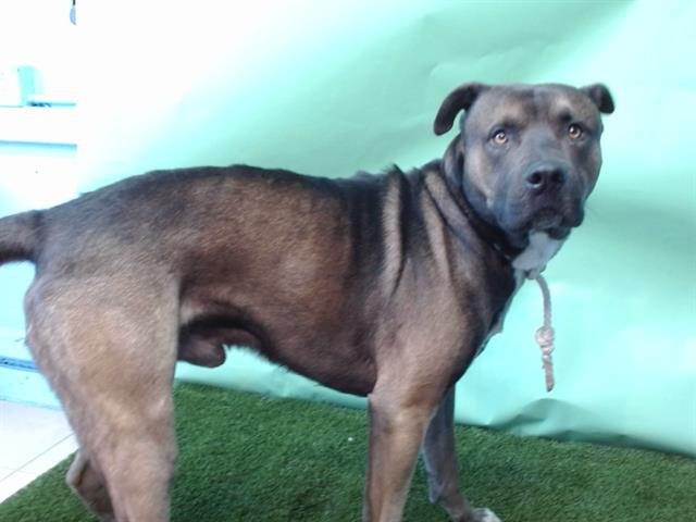 KANG - Akita available for adoption