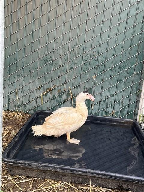 A5749361 - Duck available for adoption