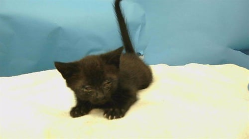 A5776907 - Domestic Short Hair available for adoption