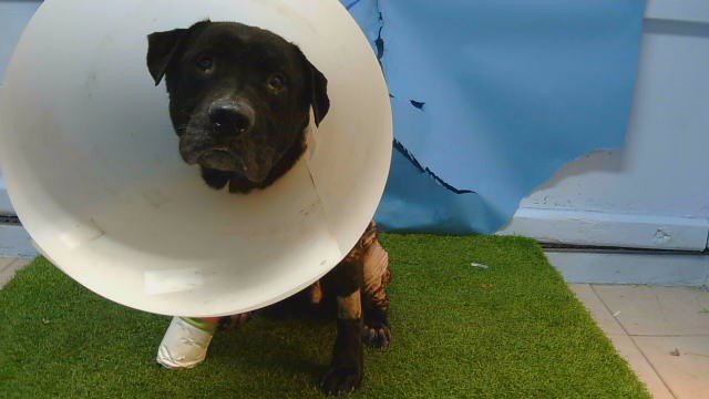 REX Image