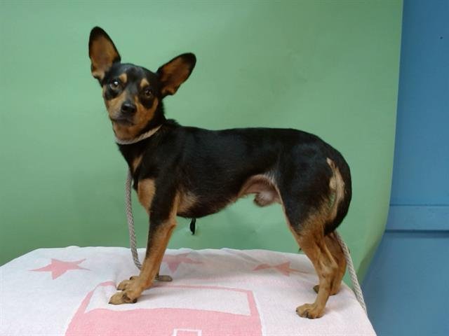 PRINCE - Miniature Pinscher available for adoption