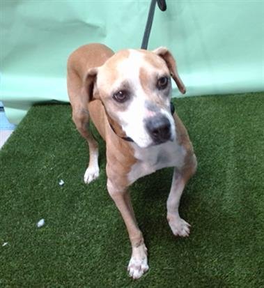 MR. FREDRICKSON - Beagle available for adoption