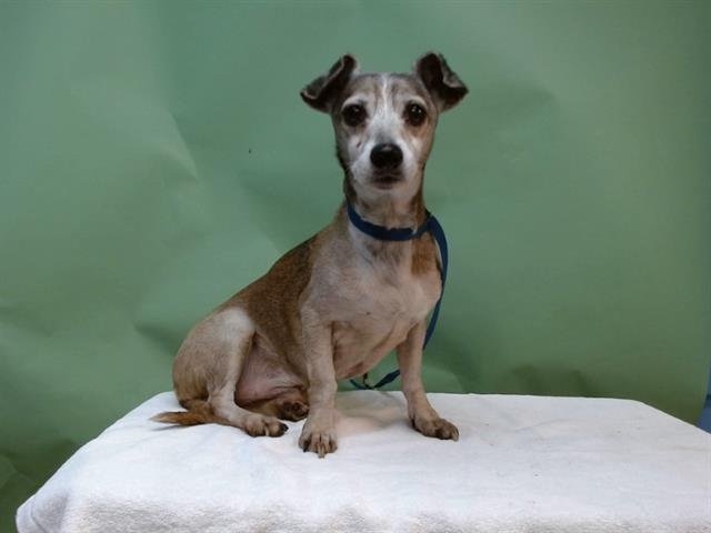 ROCKY - Chihuahua available for adoption