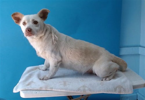 PRINCESS - Chihuahua / Beagle available for adoption