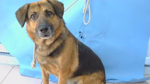 ELDRICH - German Shepherd Dog for adoption in Torrance