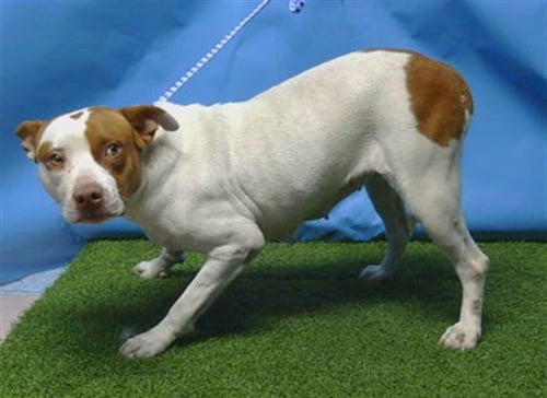 DAISY - Pit Bull Terrier available for adoption