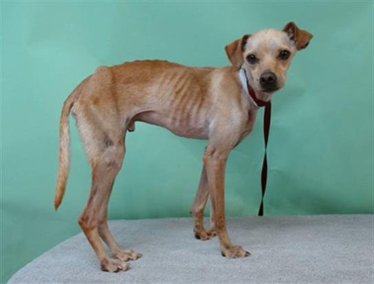 SPOOKSTER - Whippet / Chihuahua available for adoption