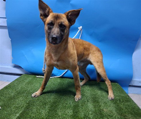 JIMBO - German Shepherd Dog / Jindo (Korean) for adoption in Torrance