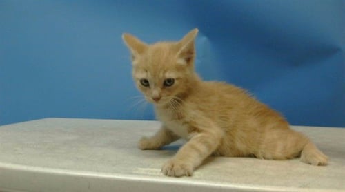 STEVIE - Domestic Short Hair available for adoption