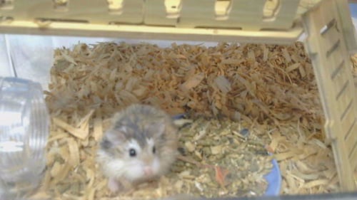 A5807312 - Hamster available for adoption