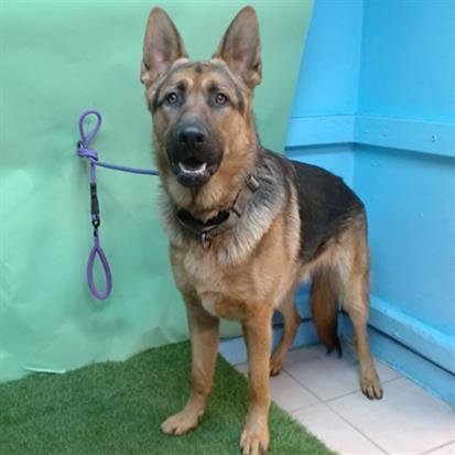 AXEL - German Shepherd Dog available for adoption