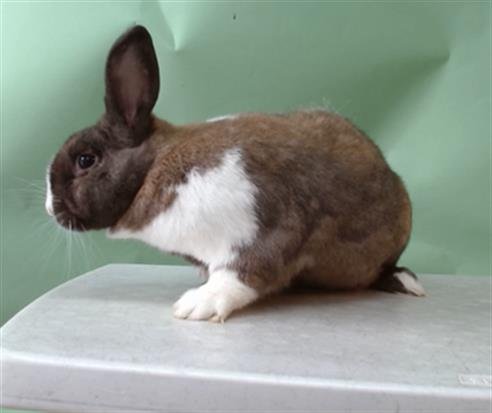 BUNDO - Shorthaired Rabbit available for adoption