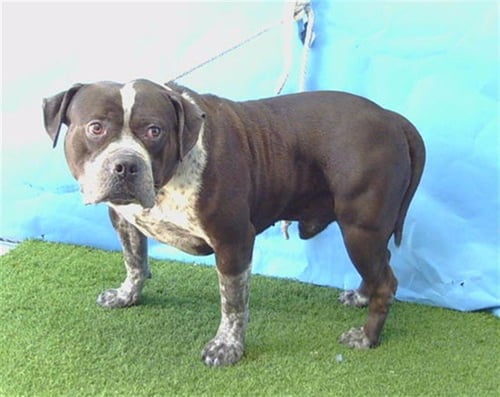 OREO - American Bulldog / Pit Bull Terrier available for adoption