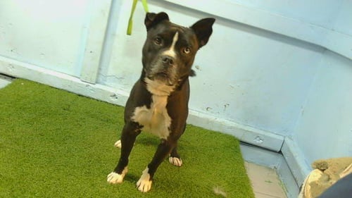 PAWBLITO - Pit Bull Terrier available for adoption