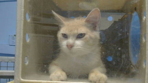 GIZMO - Domestic Short Hair available for adoption