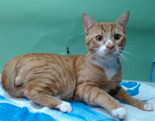 RUSTY - Domestic Short Hair available for adoption