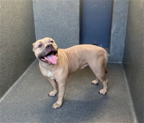 INDIII - Pit Bull Terrier available for adoption