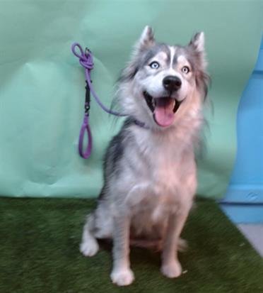 A5754298 - Siberian Husky available for adoption
