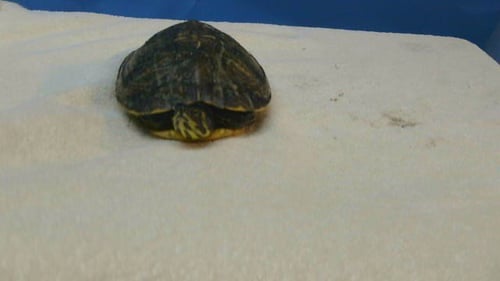 A5803429 - Turtle available for adoption