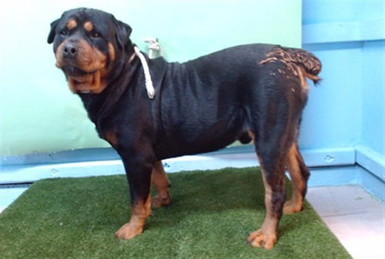 CHUBBS - Rottweiler available for adoption