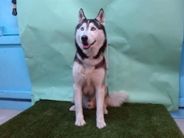 YUKON - Siberian Husky available for adoption