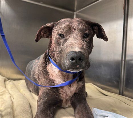 SPIKE - Pit Bull Terrier available for adoption