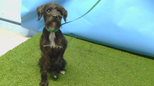 A5795620 - Terrier / Miniature Schnauzer available for adoption
