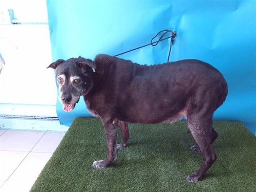 BELLA - Labrador Retriever for adoption in Torrance