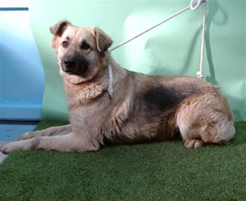 JOSIE - German Shepherd Dog available for adoption