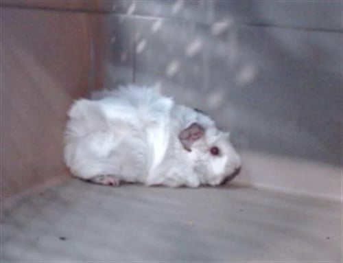 COTTON - Guinea Pig available for adoption