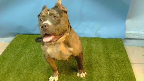 JADE - Staffordshire Bull Terrier available for adoption