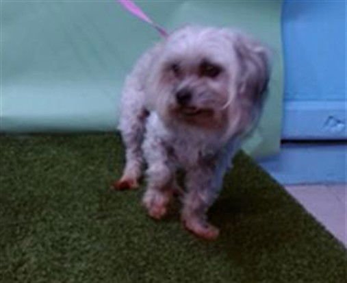 RUSTY - Terrier available for adoption