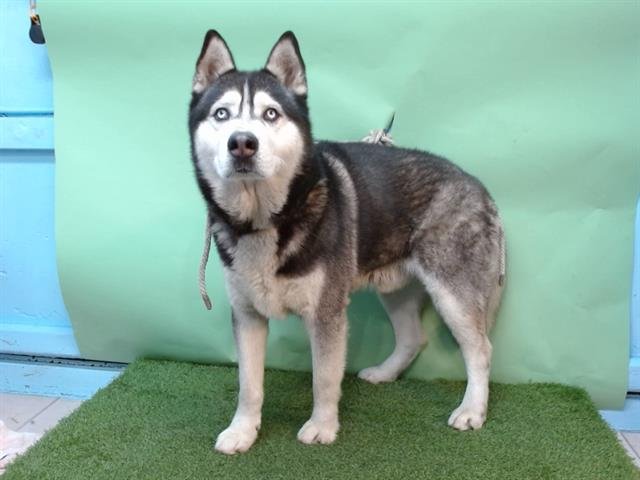 BYRON - Siberian Husky available for adoption