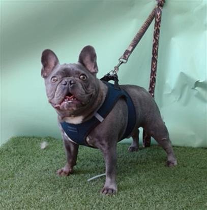 LEVI - French Bulldog available for adoption