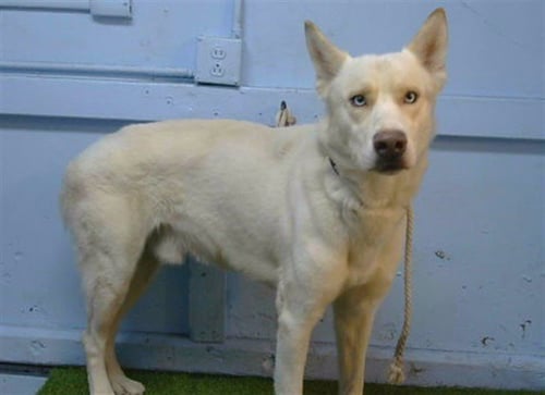 LENNY - Siberian Husky available for adoption